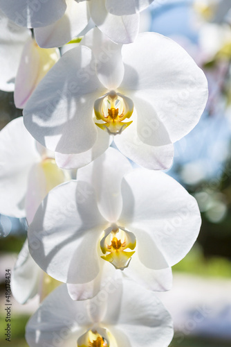 White orchid flower over blurred nature background, outdoor day light, spring season garden