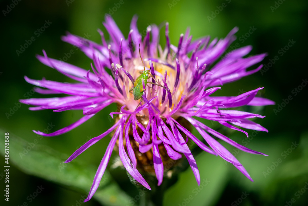 close up of a purple flower close up of a purple flower