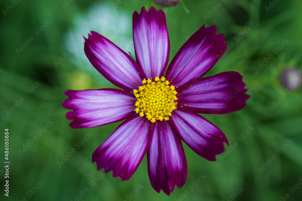 Soft focus cosmos flowers in the garden.Field of blooming colorful flowers on a outdoor park.Selective focus. Soft focus cosmos flowers in the garden.Field of blooming colorful flowers on a outdoor park.Selective focus.