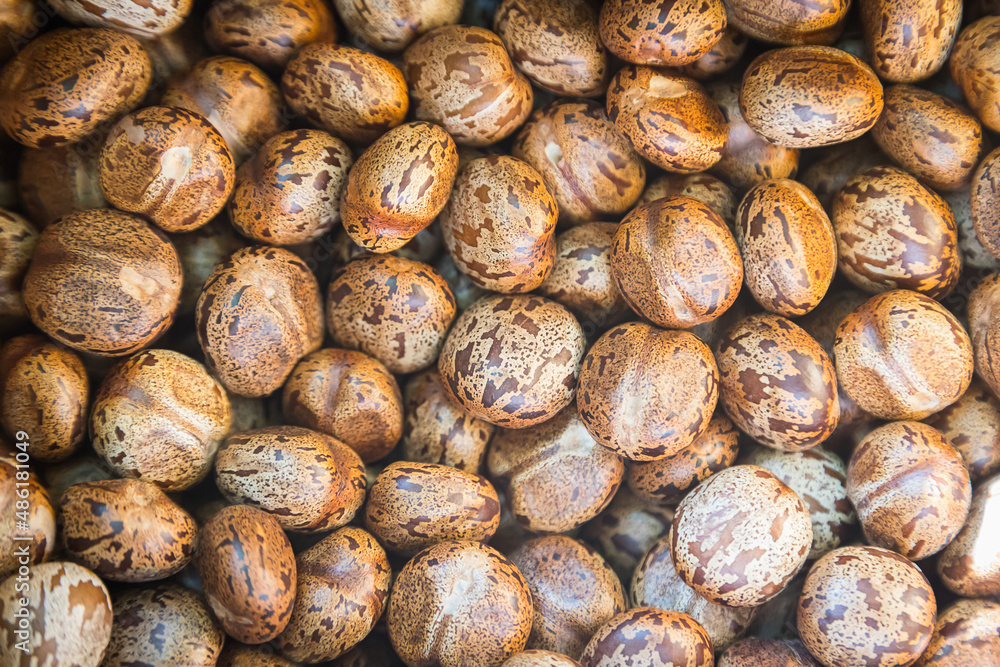 Brown rubber tree seeds Brown rubber tree seeds