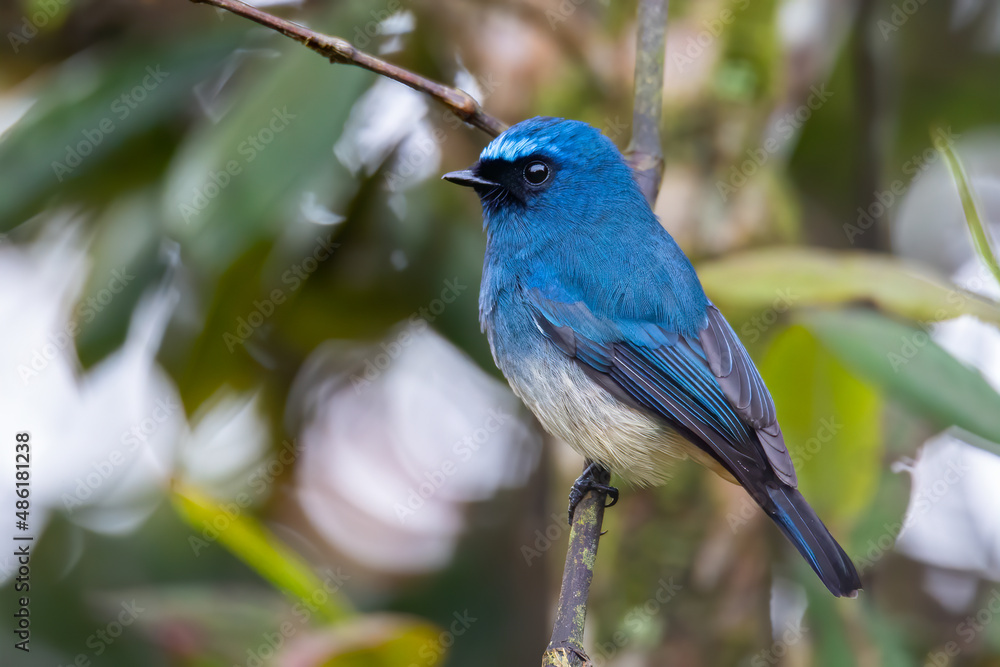 Beautiful blue color bird known as Indigo Flycatcher (Eumyias Indigo) on perch at nature habits in Sabah, Borneo