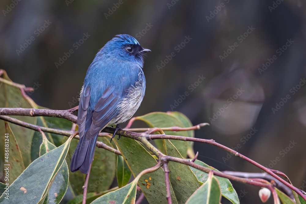 Obraz premium Beautiful blue color bird known as Indigo Flycatcher (Eumyias Indigo) on perch at nature habits in Sabah, Borneo