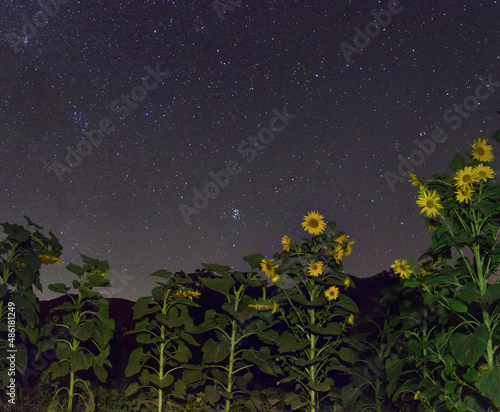 Flower and stars © hossein