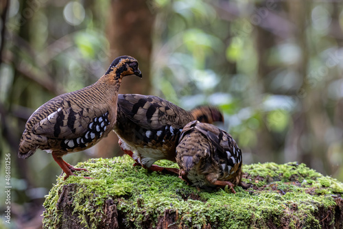 Nature wildlife image of bird red-breasted partridge also known as the Bornean hill-partridge It is endemic to hill and montane forest in Borneo photo