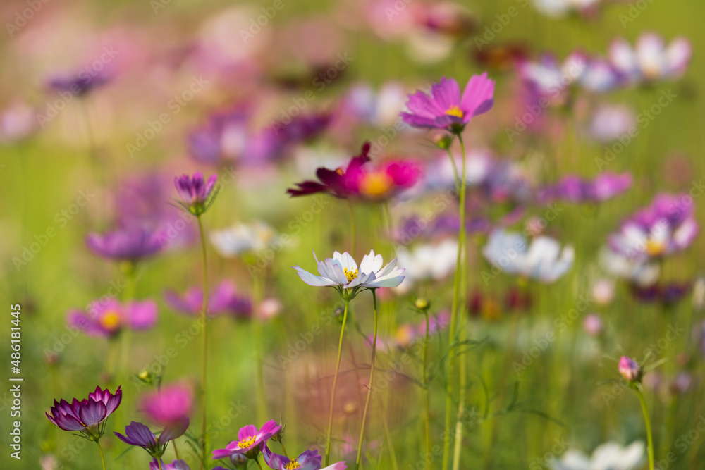 Soft focus cosmos flowers in the garden.Field of blooming colorful flowers on a outdoor park.Selective focus.