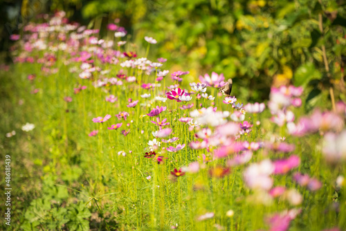 Fototapeta Naklejka Na Ścianę i Meble -  Soft focus cosmos flowers in the garden.Field of blooming colorful flowers on a outdoor park.Selective focus.