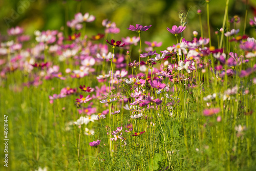 Soft focus cosmos flowers in the garden.Field of blooming colorful flowers on a outdoor park.Selective focus.