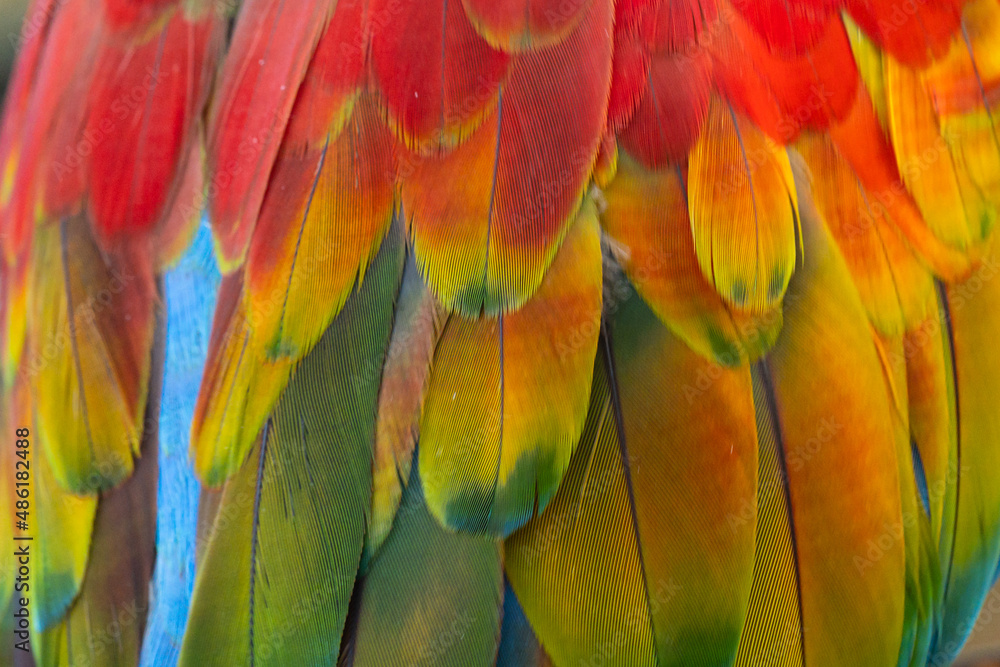 Obraz premium The colorful wings of beautiful macaw.Multicolor with red yellow orange, green and blue shades, exotic nature background of bird feather texture.s.