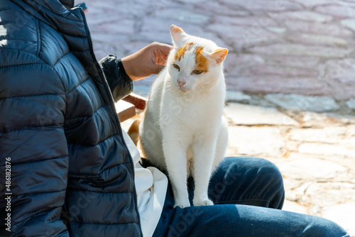 A stray white and orange short hair cat sits on a tourists lap at the port of the Greek island of Hydra, Greece.