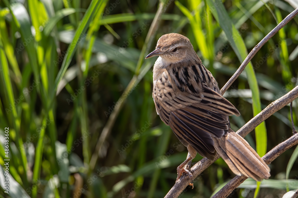 Close-up image of beautiful Striated Grass bird with nature background Close-up image of beautiful Striated Grass bird with nature background