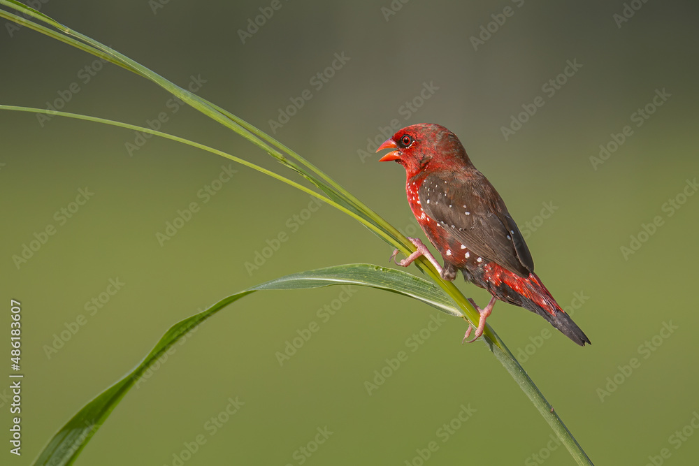 Nature wildlife image of Male Red Avadavat (Amandava amandava) sitting on a green grass Nature wildlife image of Male Red Avadavat (Amandava amandava) sitting on a green grass