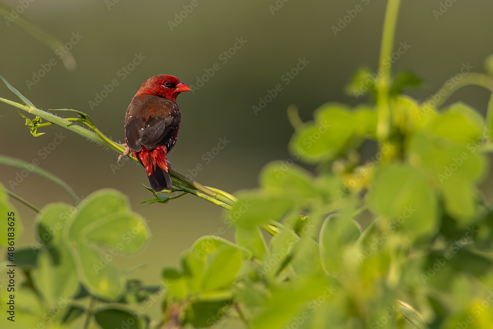 Nature wildlife image of Male Red Avadavat (Amandava amandava) sitting on a green grass Nature wildlife image of Male Red Avadavat (Amandava amandava) sitting on a green grass