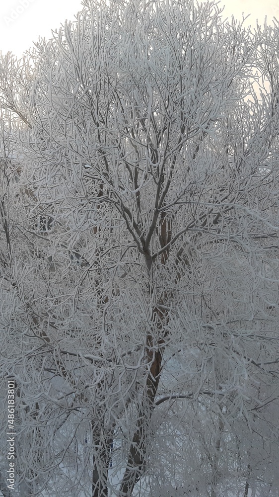 trees in snow trees in snow