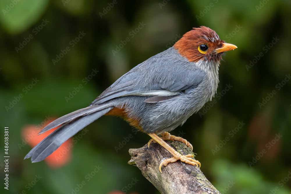 Fototapeta premium Nature wildlife image bird of a Chestnut-hooded laughingthrush