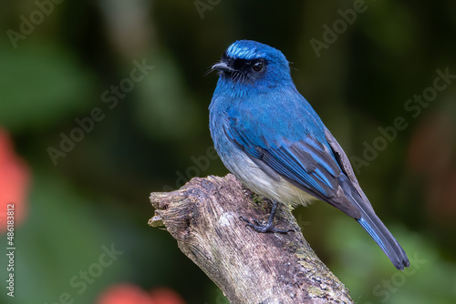 Beautiful blue color bird known as Indigo Flycatcher on perch at nature habits in Sabah, Borneo © alenthien