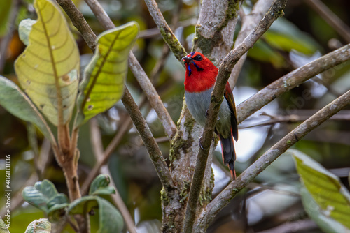 Beautiful Temminck's Sunbird (Aethopyga temminckii) in montane forest Sabah ,Borneo photo