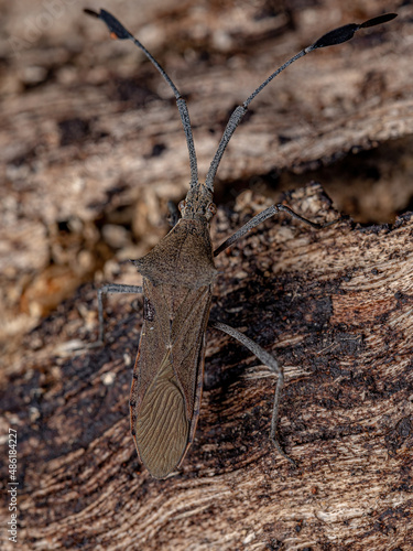 Adult Leaf-footed Bug photo