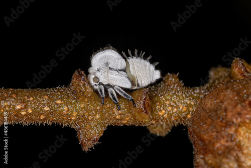 Typical Treehoppers nymph photo