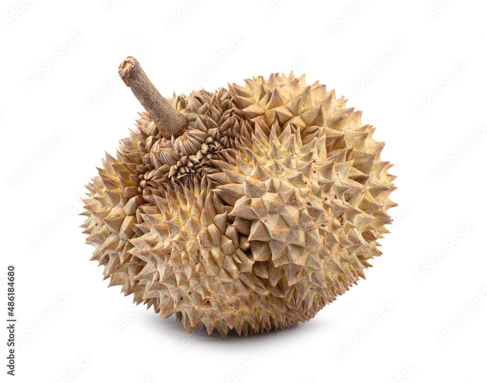 Durian isolated on white background. Durian isolated on white background.