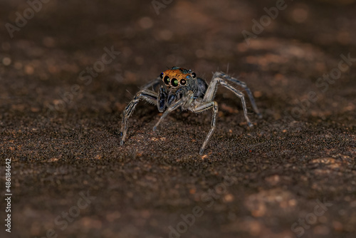 Small Male Jumping Spider photo