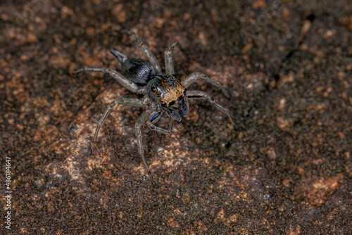 Small Male Jumping Spider photo