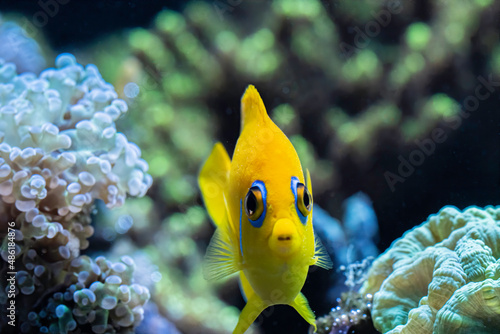 Εκτύπωση καμβά A lemon peel angelfish outside of its coral rock cave
