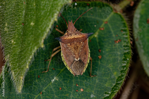 adult Green belly bug photo