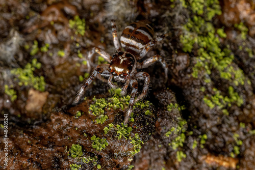 Adult Female Jumping Spider photo