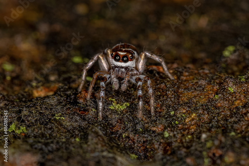 Adult Female Jumping Spider photo