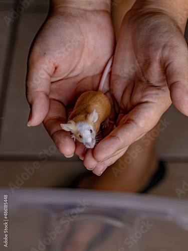 Small House Mouse photo