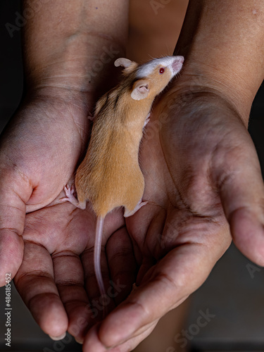 Small House Mouse photo