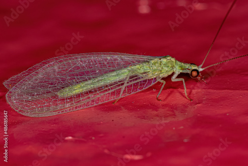 Adult Typical Green Lacewing photo