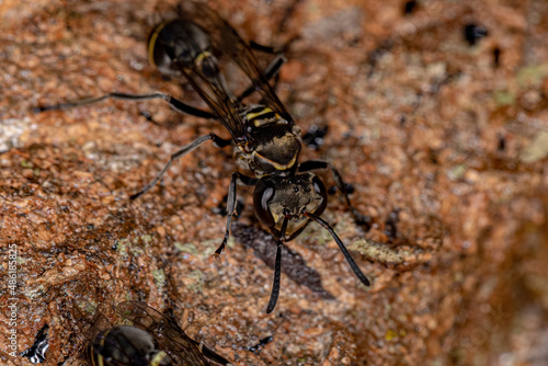 Adult Paper Wasp photo