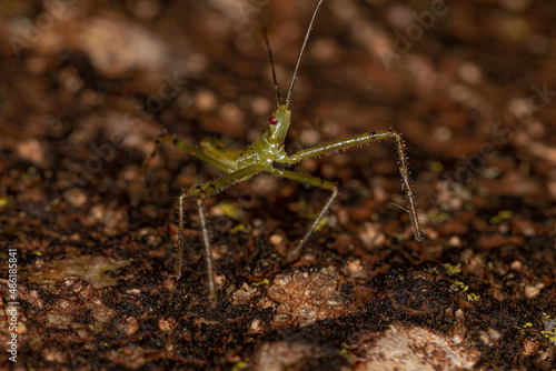 Assassin Bug Nymph photo