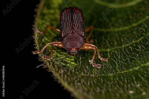 Adult Case-bearing Leaf Beetle photo