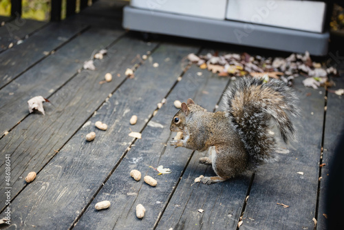 squirrel eating in the park