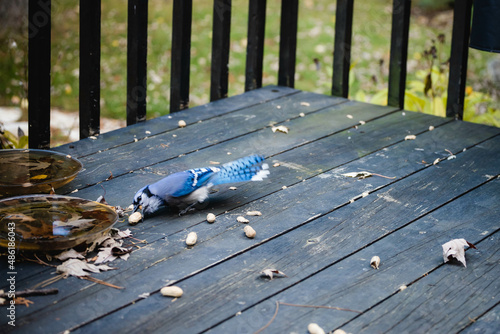bird eating in the park
