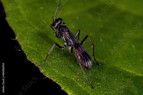 Adult Spider Wasp photo