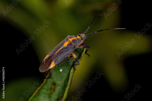 Adult Plant Bug photo