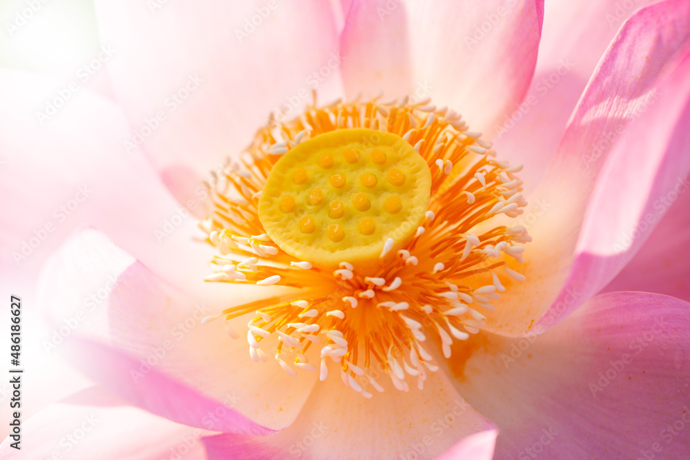Close up view of light pink lotus is blooming open yellow pollens. Close up view of light pink lotus is blooming open yellow pollens.