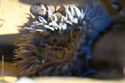 sea amenamy