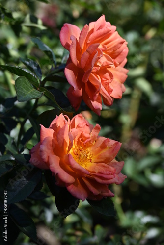 red and yellow flower