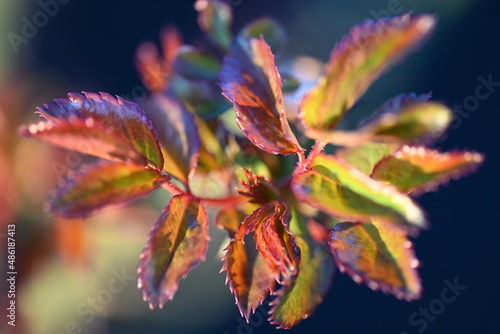 close up of a leaf