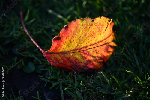 red maple leaf