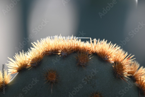 Cactus