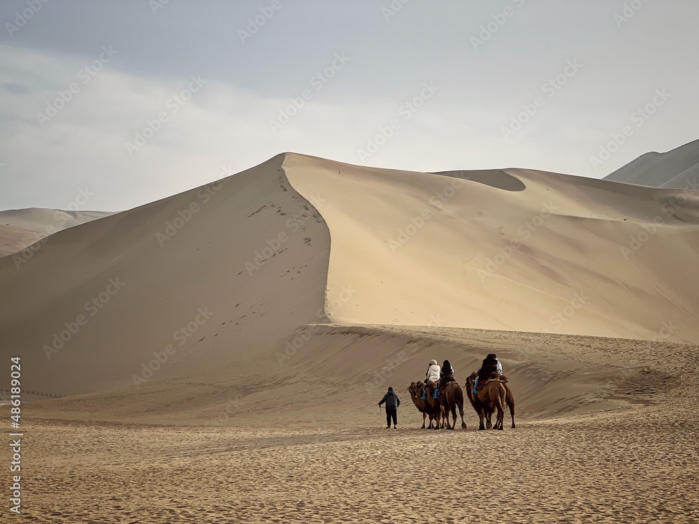 Fototapeta premium camels in the desert