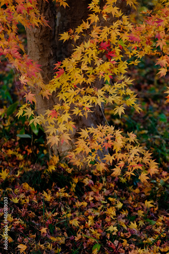 林のカエデの紅葉