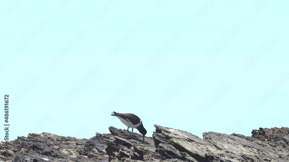 Pied Oystercatcher water bird against blue sky searching food Pied Oystercatcher water bird against blue sky searching food