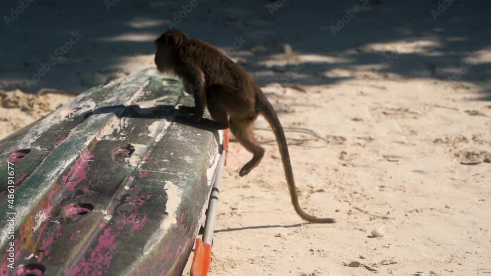 Brown monkey Climbs a boat that lights upside down on the white beach and is on its way to the stuff of tourists looking for food. Slow motion following shot Brown monkey Climbs a boat that lights upside down on the white beach and is on its way to the stuff of tourists looking for food. Slow motion following shot