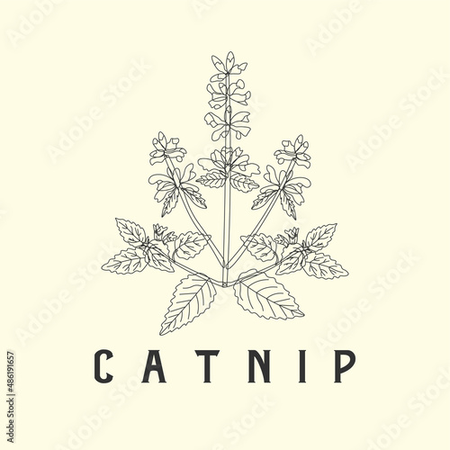catnip line art illustration vector drawing engraving leaf vintage medical health flower nature photo